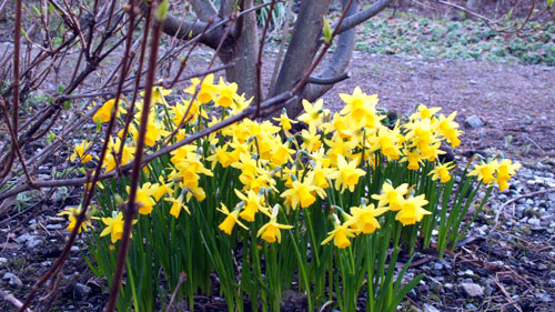 Daffodils in March