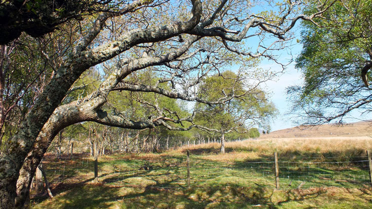 Decades of wind to form this tree