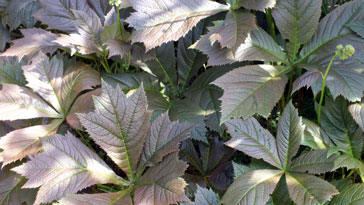 Decorative leaves