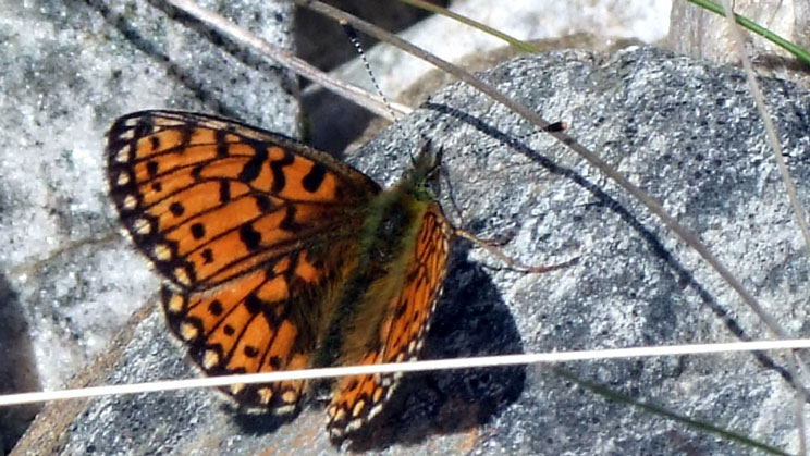 Pearl Bordered Fritillary Butterfly