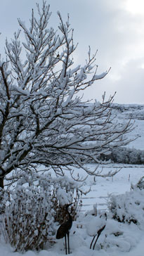 Winter scene 2011