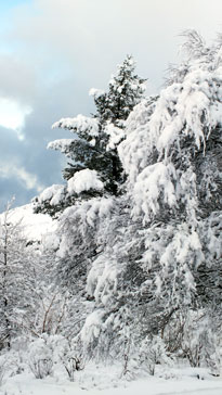 Winter scene 2011