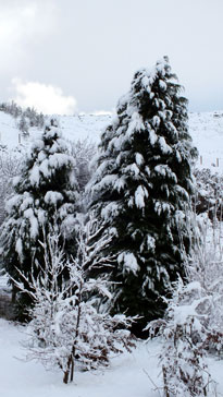 Winter scene 2011