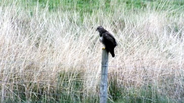 Buzzard - post sitting