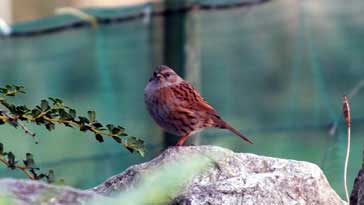 Dunnock