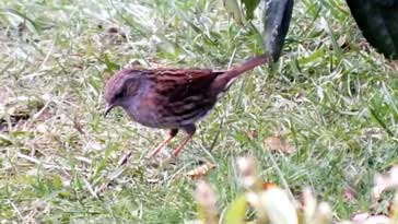 Dunnock