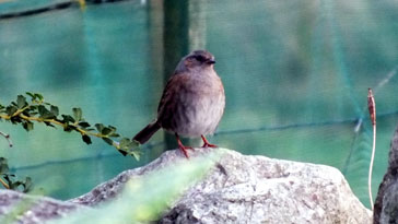 Dunnock