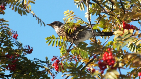 Fieldfare - October, feeding on Rowan berries