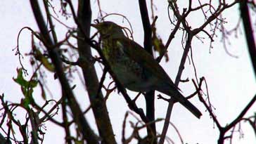 Fieldfare