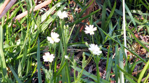 Field Mouse Ear