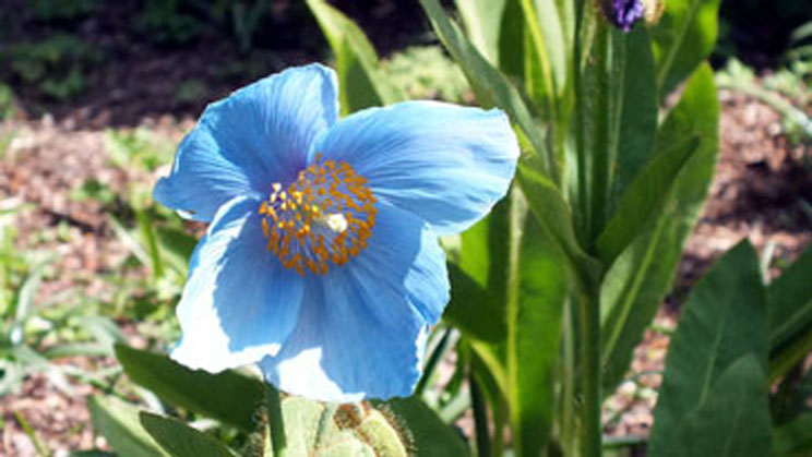 Blue Poppy-Meconopsis