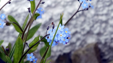 Flower-Forget me not