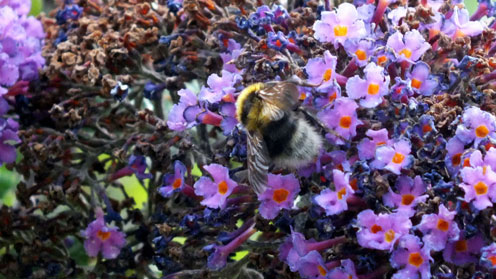 Garden-Bumblebee.jpg