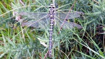 Goldern Ringed Dragonfly