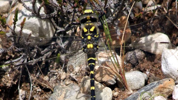 Golden Ringed Hawker - right click on image to get a new window displaying a 1920x2005 image to download