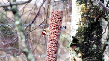 Goldfinch at the nuts - right click on image to get a new window displaying a 1920x1080 image to download