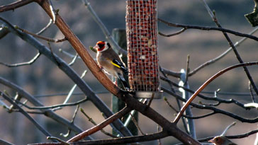 Goldfinch in portrait - right click on image to get a new window displaying a 1920x1080 image to download