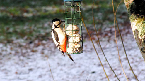 Great Spotted Woodpecker - Dec - Strathkanaird