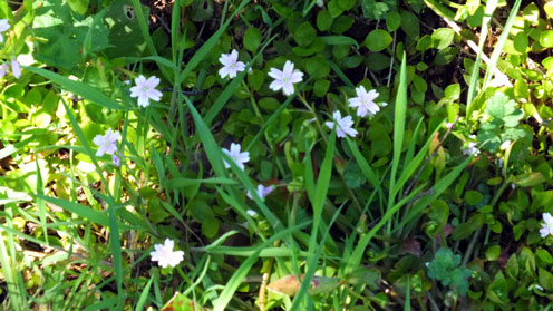 Great Stitchwort