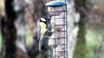 Great Tit - right click on image to get a new window displaying a 1920x1080 image to download
