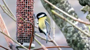 Great Tit