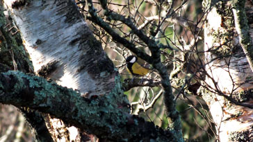 Great Tit