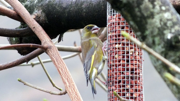 Greenfinch