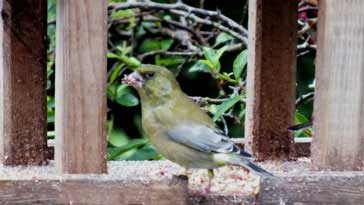 Greenfinch