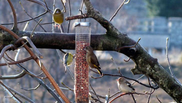 Pair of Greenfinches and a hen Chaffinch - right click on image to get a new window displaying a 1920x1080 image to download