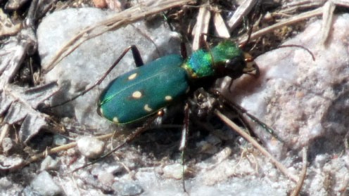 Green Tiger Beetle