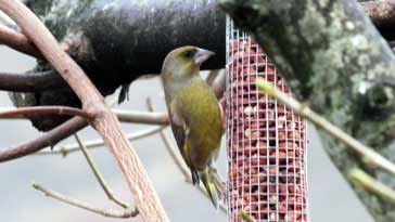 Greenfinch