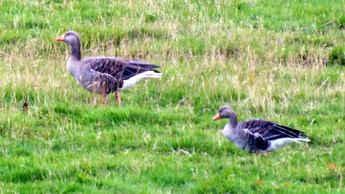 Greylag Gueese