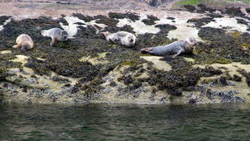 Harbour Seals from off Isle Martin - right click on image to get a new window displaying a 1920x1080 image to download