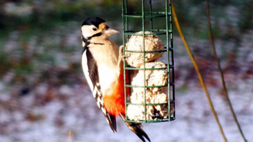 GSWoodpecker-2xl.jpg