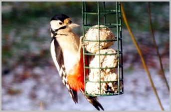 Great Spotted Woodpecker