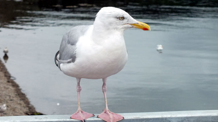 Herring Gull - right click on image to get a new window displaying a 1920x1080 image to download