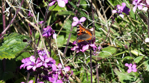 Honesty with a lesser Tortoiseshell butterfly
