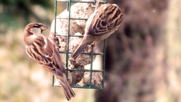 House Sparrow - right click on image to get a new window displaying a 1920x1080 image to download