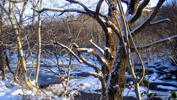 Winter Scene over river bank