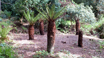 Tree Fern