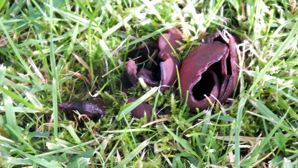 Jews Ear