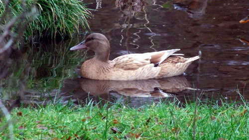 Khaki Campbell duck