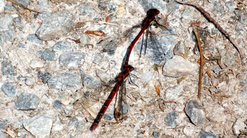 Large Red Damselfly