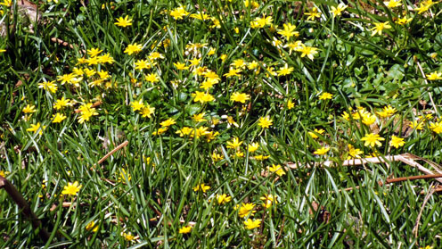 Lesser Celandine