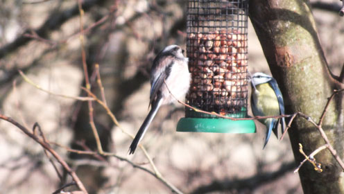 Long Tailed Tit