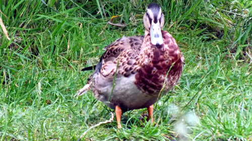 Juvenile Mallard