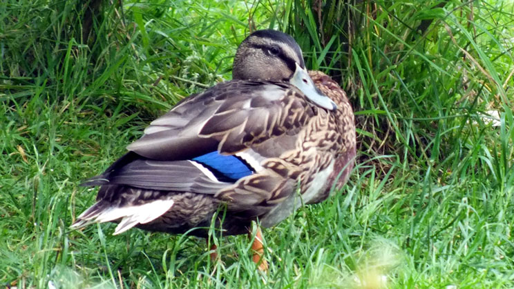 Mallard - Juvenile - right click on image to get a new window displaying a 1920x1080 image to download
