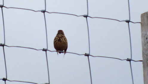 Meadow Pippit