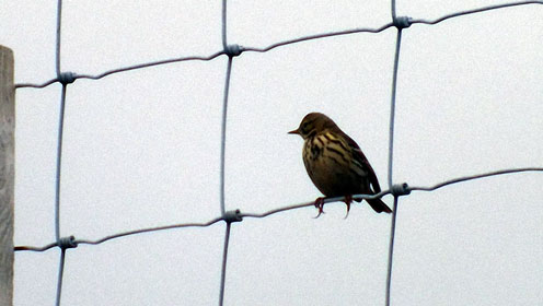 Meadow Pippit