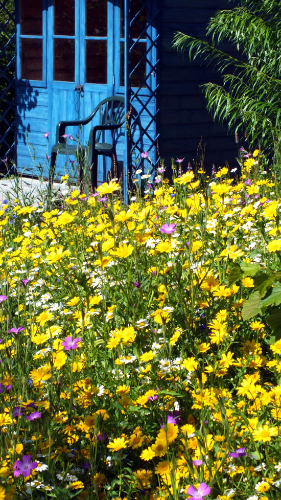 Wild flowers next to Garden hideaway